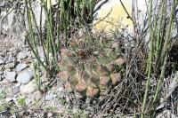 pa_1282_thelocactus_bueckii.jpg